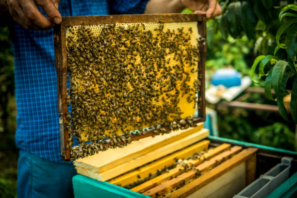 istock Beekeeper holding frame of honeycomb with working bees 1069585608
