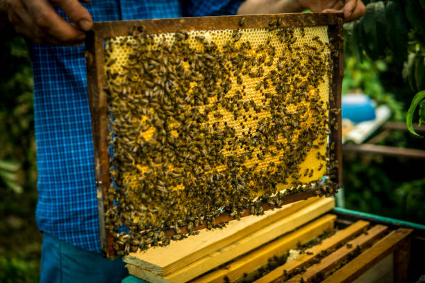 istock Beekeeper holding frame of honeycomb with working bees 1069586298