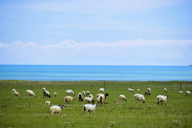 istock A Flock of Sheep on the Lake Shore 1069590874