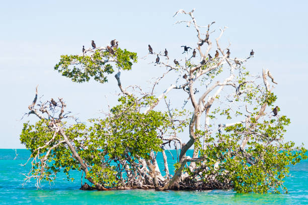 istock Frigatebird Tree in Sian Ka'an, Mexico 1069591066
