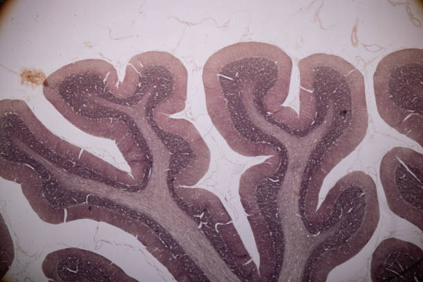 istock Cross section of the Cerebellum and Nerve human under the microscope for education in Lab. 1069593896