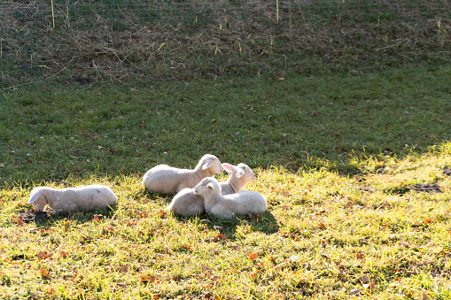 four young white lambs cuddling and laying next to each other on a grassy field in the warm sunshine
