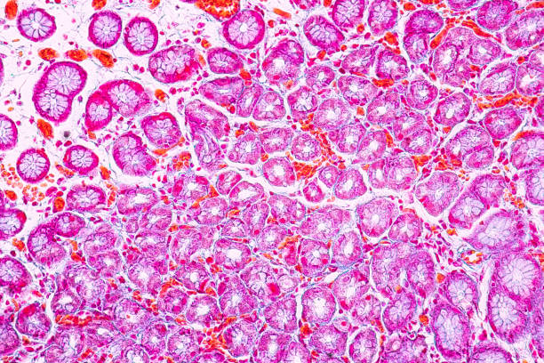 istock Tissue of Stomach under the microscope for education in Lab. 1069594028