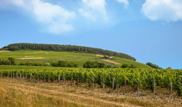 Chablis. Vineyards, Yonne, Burgundy, France Zoom shooting 18/135, 200 iso, f 13, 1/160 second avallon stock pictures, royalty-free photos & images