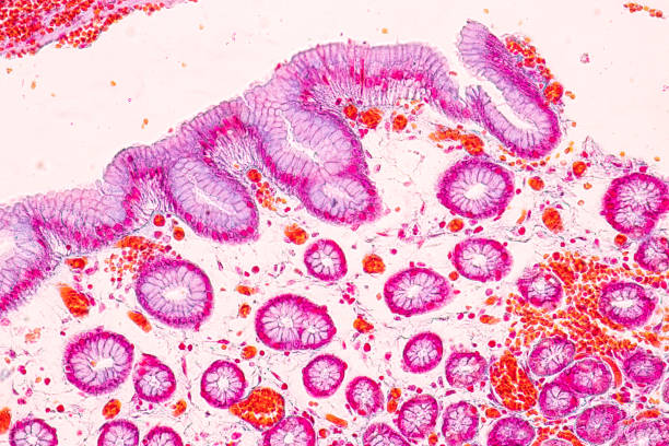 istock Tissue of Stomach under the microscope for education in Lab. 1069594108