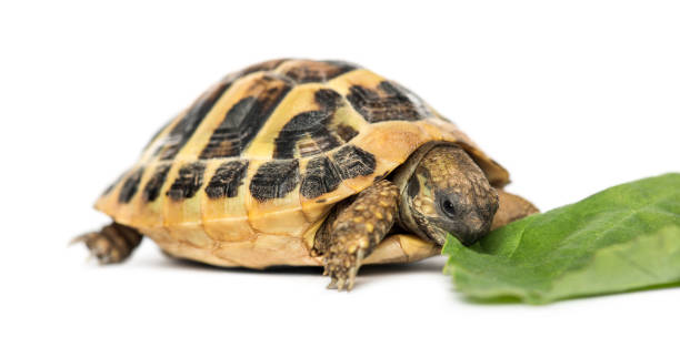 istock Hermann's tortoise eating salad, isolated on white 1069594272