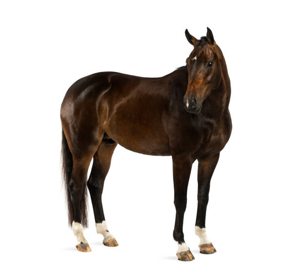 istock KWPN - Dutch Warmblood, 3 years old - Equus ferus caballus 1069594290