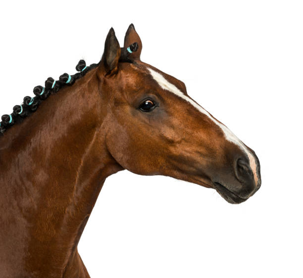 istock Welsh Pony - 17 years old, Equus ferus caballus 1069594324