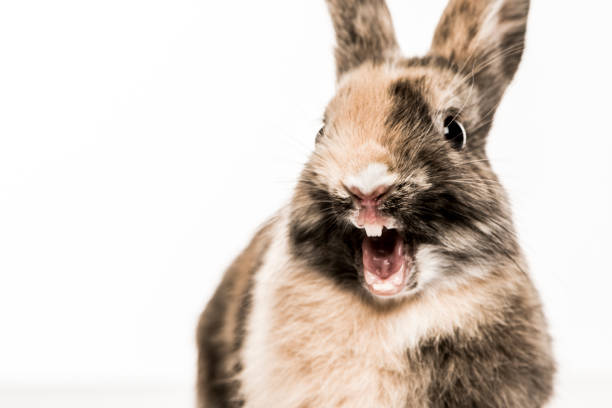 istock Close-up of a funny Rabbit isolated on white 1069594594