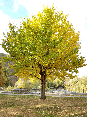 Chestnut leaves in autumn