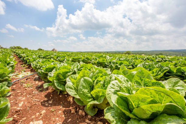 Green fresh lettuce field agriculture. Turkey / Adana