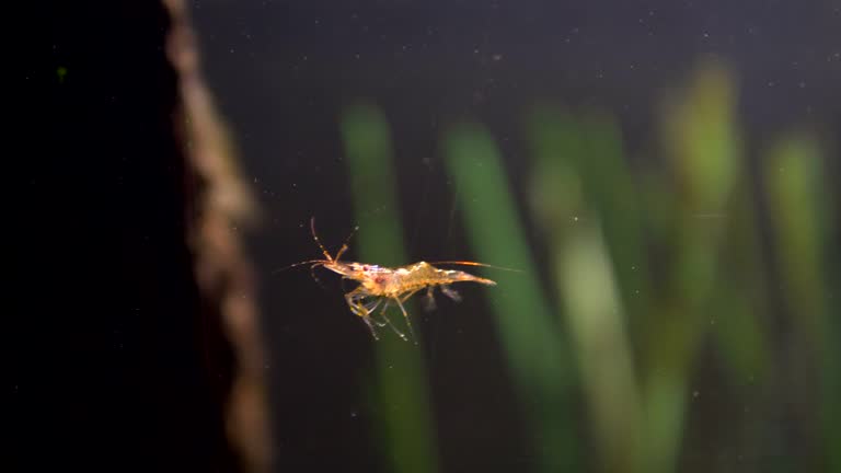 Alive shrimp in the water in 4k slow motion 60fps