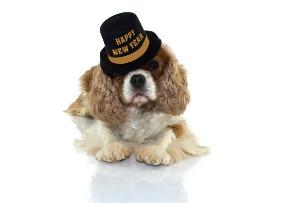 istock CAVALIER CHARLES DOG CELEBRATING NEW YEAR WITH A PARTY BLACK AND GOLD HAT  WITH TEXT. LYING DOWN, LOOKING AT CAMERA GAINST WHITE BACKGROUND. 1069598552