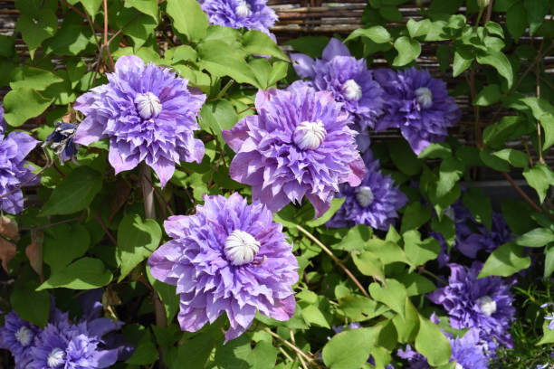 Clematis hybrid, Multi Blue Clematis hybrid, Multi Blue clematis stock pictures, royalty-free photos & images