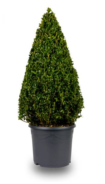Isolated image of a cone shaped privet bush Isolated image of a cone shaped privet bush, in a grey flower pot. bushy stock pictures, royalty-free photos & images