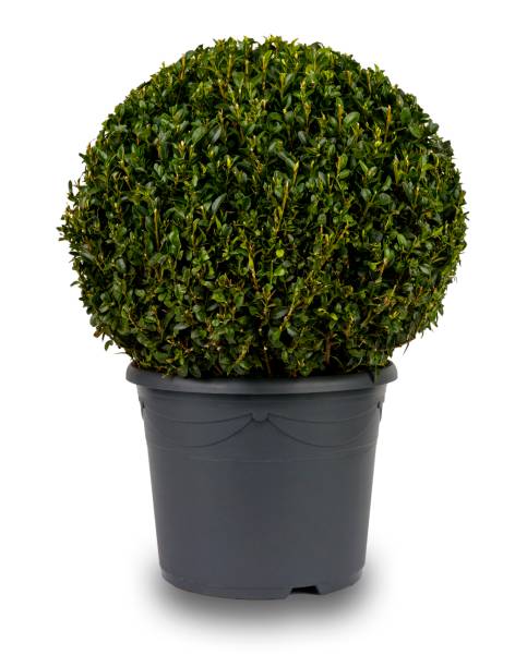 istock Isolated image of a spherical privet bush 1069600824