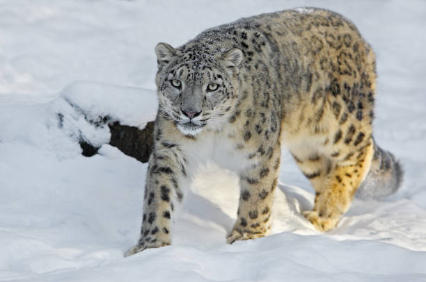 Snow leopard in winter Snow leopard (Panthera uncia) walking in deep snow. snow leopard walking stock pictures, royalty-free photos & images