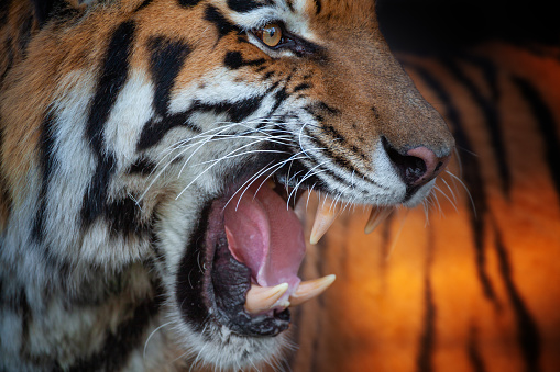 Close shot of a beautiful strong siberian tiger.