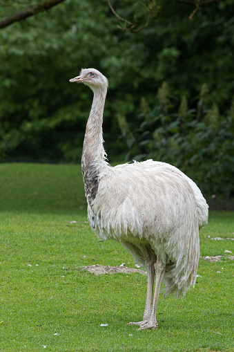 White common ostrich (Struthio camelus) standing on a meadow.