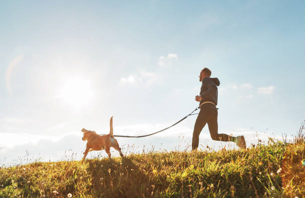 istock Canicross exercises. Man runs with his beagle dog at sunny morning 1069606136