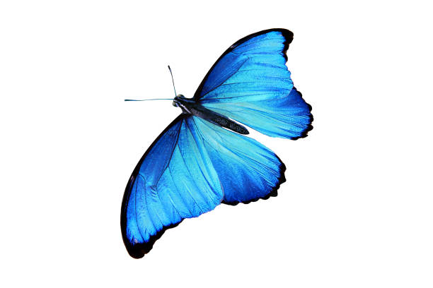 istock beautiful color butterfly isolated on white 1069609554