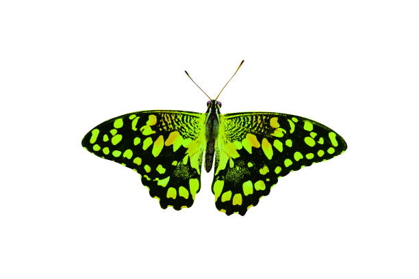 istock beautiful yellow butterfly isolated on white background 1069609556