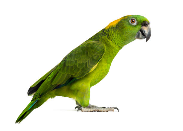 istock Yellow-naped parrot (6 years old), isolated on white 1069616420