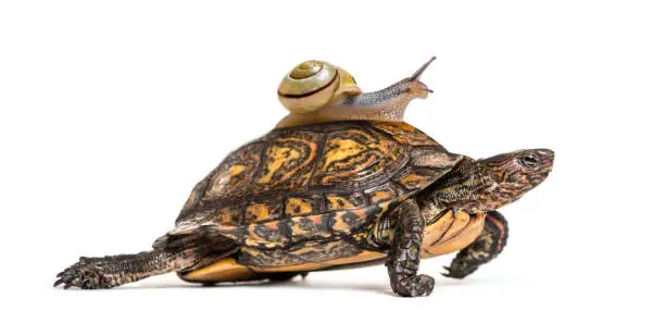 Photo of Ornate or painted wood turtle, Rhinoclemmys pulcherrima, with Brown-lipped snail, Cepaea nemoralis, on it's back, in front of white background