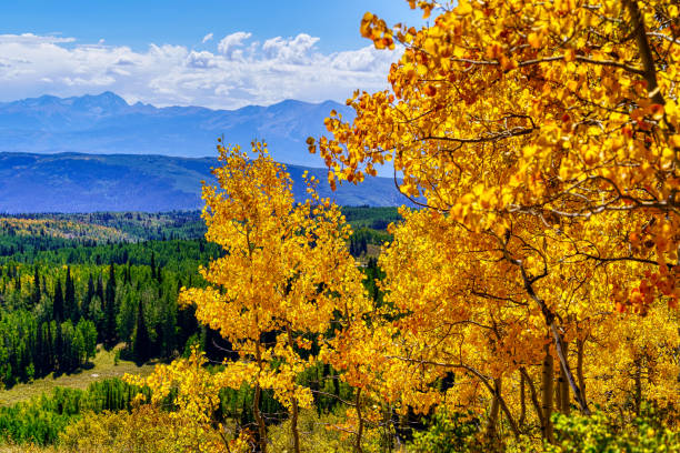 istock Bold Vivid Fall Colors Aspen Trees 1069616980