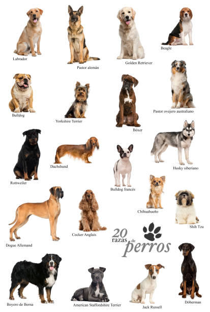 istock Dog breeds poster in Spanish 1069622634