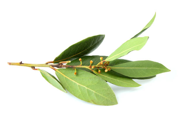 istock Twigs bay leaves isolated. 1069622786