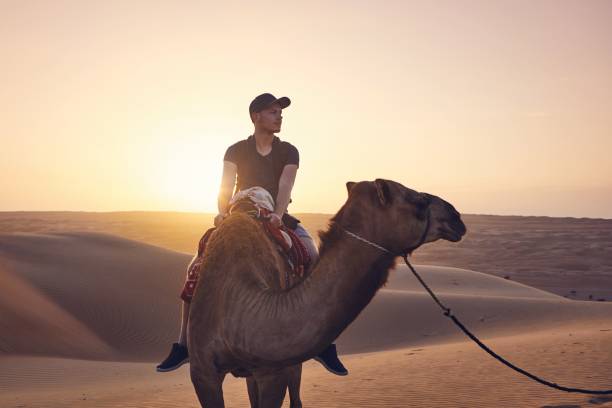 Camel riding in desert Camel riding in desert at amazing sunset. Young man enjoying journey on sand dunes. Wahiba Sands in Sultanate of Oman Oman stock pictures, royalty-free photos & images