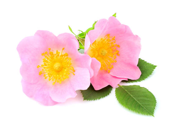 istock Rosehip flowers with leaf close up. 1069622936