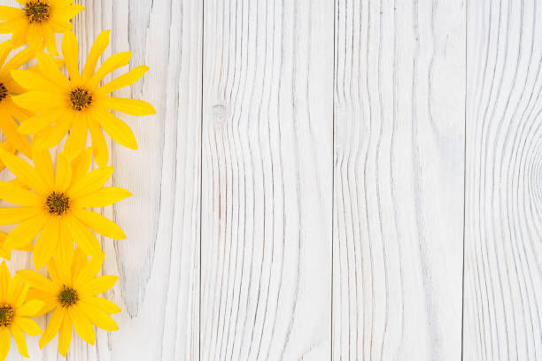 istock Yellow wild flower on white old wooden table. Top view. 1069624692