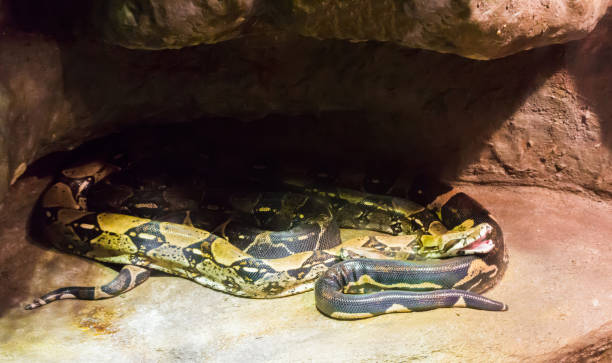 istock two boa constrictor snakes together under a rock one with open mouth 1069625394