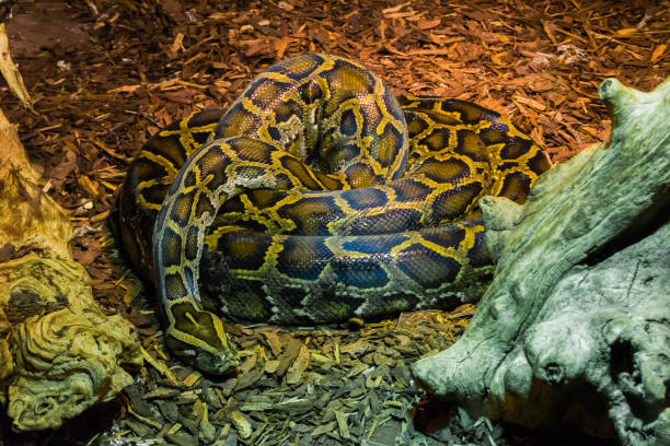istock coiled up big python snake laying on the ground tropical wildlife animal portrait 1069625462