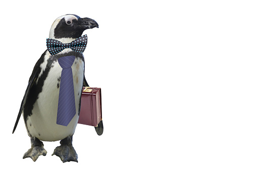 funny business or school teacher penguin concept isolated on a white background