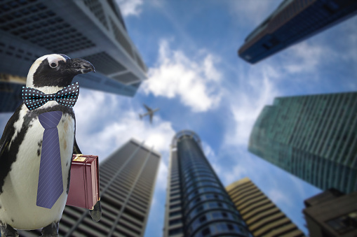 Business concept of a funny penguin wearing a tie and suitcase standing under some big sky scraper building and airplane flying by