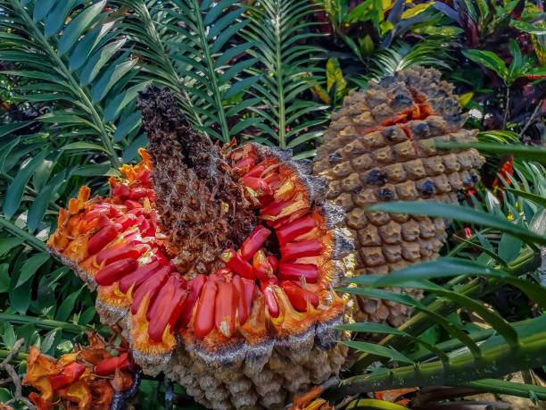 Cone of Dioon edule, the chestnut dioon, natural macro floral background