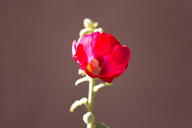 A close-up shot of one sunlit stalk of a red-pink hollyhock against a dark brown adobe background. Lots of copy space.
