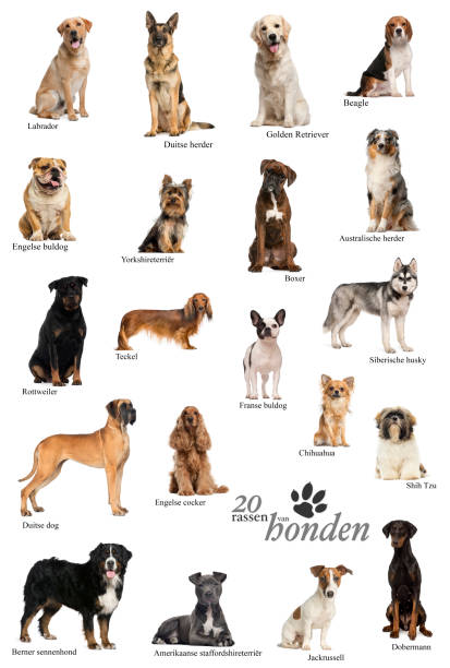 istock Dog breeds poster in Dutch 1069634594