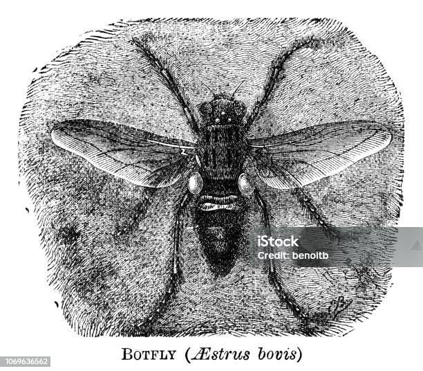 Bot Fly Sign Bot Fly Stock Illustration - Download Image Now - 19th Century, 19th ...