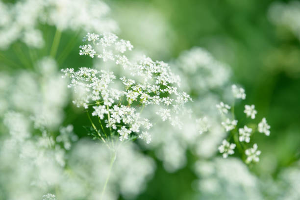 istock Anise flower field. Food and drinks ingredient. 1069640324