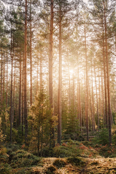 istock Beautiful winter nature landscape in november 1069641044