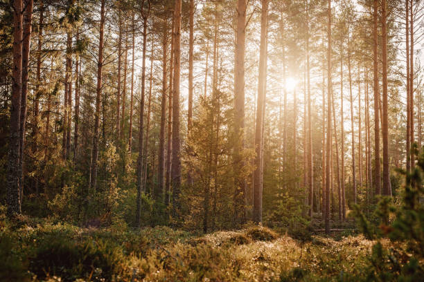 istock Beautiful winter nature landscape in november 1069642184