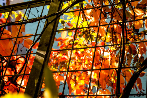 istock wild vine leaves behind a grid in autumnal colors 1069642238