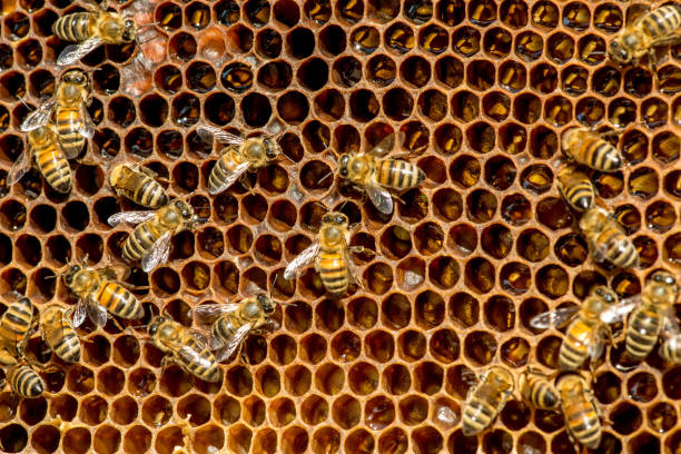 istock closeup of bees on honeycomb in apiary 1069643926