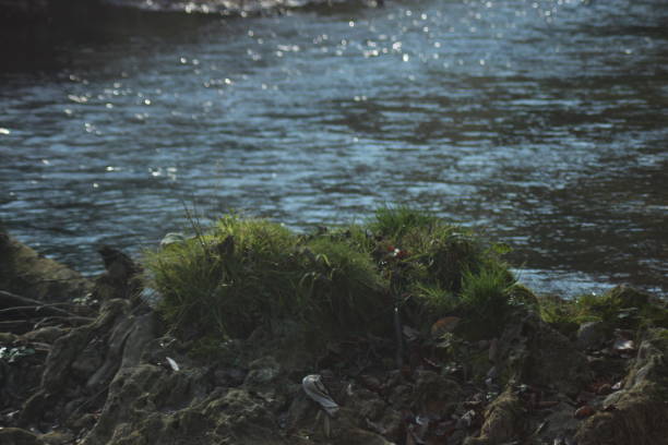 istock Green climbing Ivy plant above river 1069645974