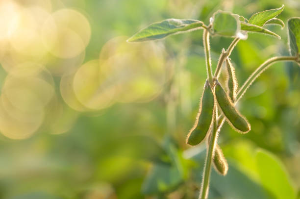 el tallo de una planta de soja con las vainas jóvenes se extiende hacia arriba desde el campo de soja en los rayos del sol. - bean pod fotografías e imágenes de stock