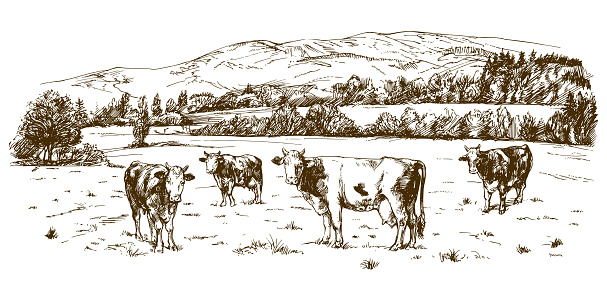 Cows grazing on meadow. Hand drawn illustration.
